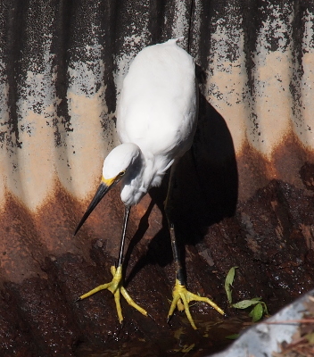 [This snowy egret stands on a wet portion of a large stormwater drainage pipe which is exposed to the sun. It faces the camera with its head downward watching something in the water. The shorter backward-facing toe of the right foot is bent foward and under the three forward-facing toes.]